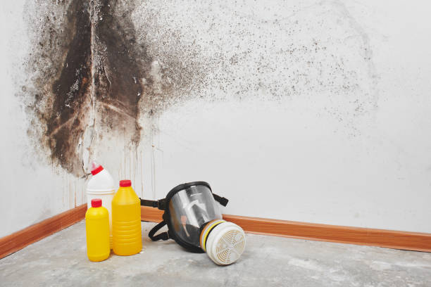 Best DIY Mold Remediation Support Services in North Las Vegas, NV