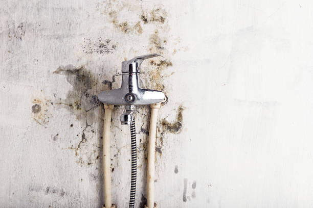 Best Emergency Mold Remediation in North Las Vegas, NV