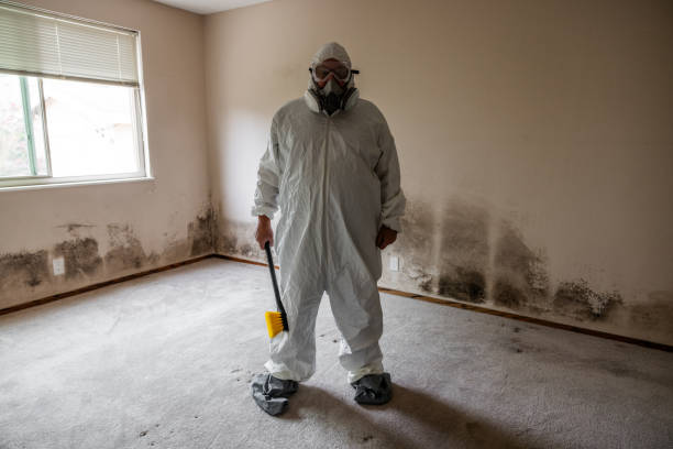Best Mold Testing and Inspection Services in North Las Vegas, NV